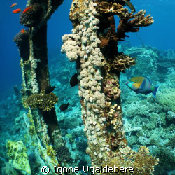 Kingston wreck, parrot fish. by Igone Ugaldebere 